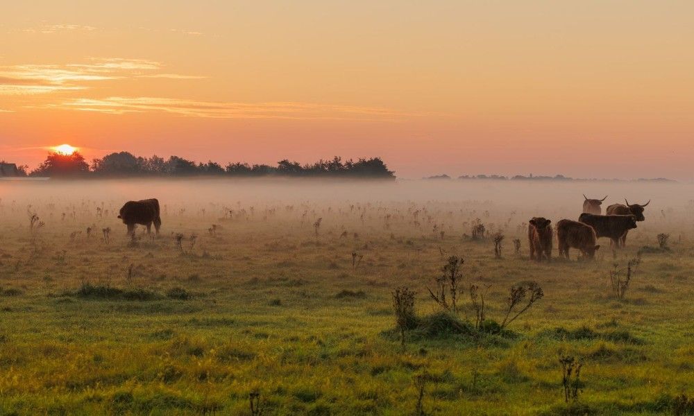 Verblijf 01022547 - Vakantiewoning Texel - Duinrand Vakantievilla's Type 2