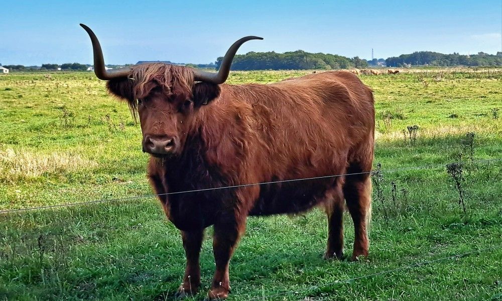 Verblijf 01022547 - Vakantiewoning Texel - Duinrand Vakantievilla's Type 2