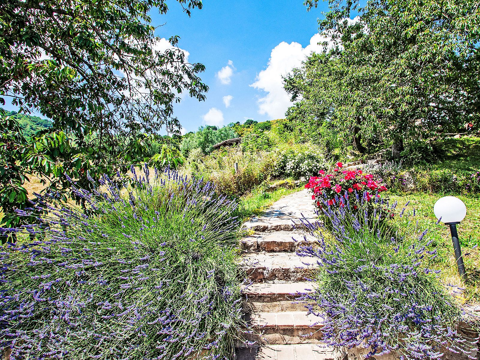 Guest house 09551250 - Apartment Tuscany / Elba - Appartement Papavero