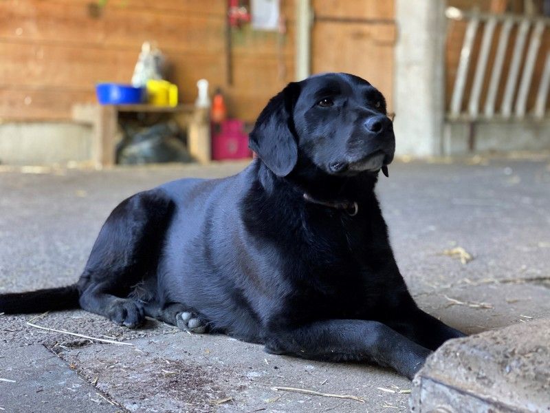 Verblijf 18106502 - Appartement Centraal Zwitserland - Häuschen