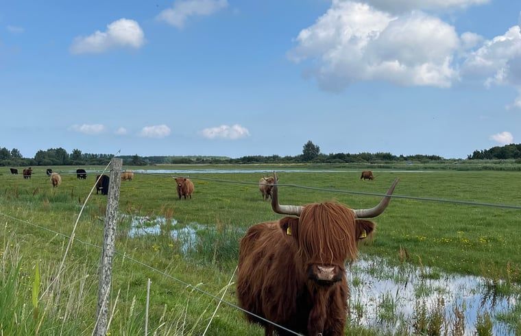 Gezellige zithoek in Vakantiehuisje in Lioessens, Friesland, met een moderne inrichting.