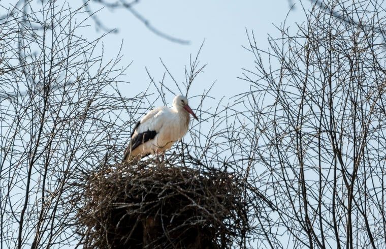 Verblijf 285601 - Vakantiewoning Rivierengebied - Huisje in Aerdt