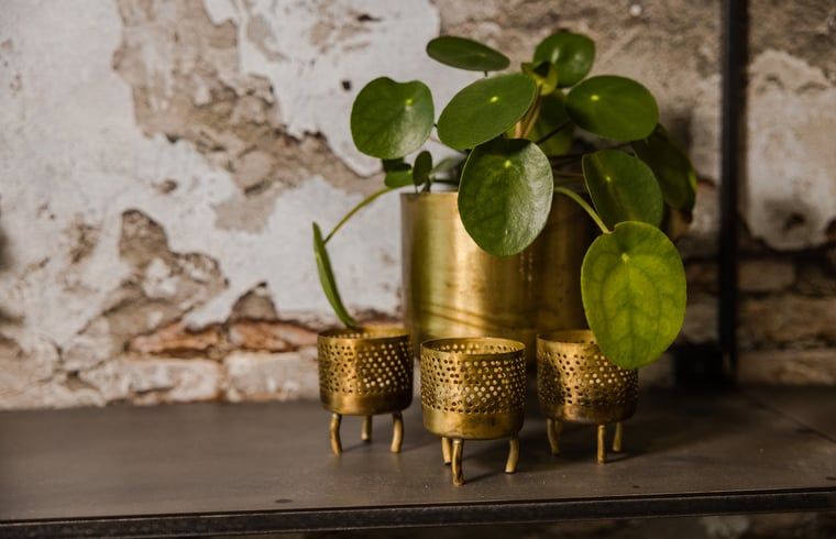 Decorative plant in Holiday home in Beneden-Leeuwen, adds a touch of greenery.