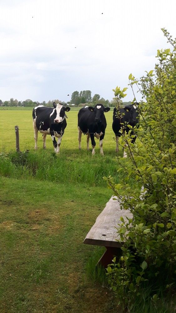 Verblijf 325102 - Chalet Veluwe - Van Luttikhuizen chaletverhuur Zwaantje 1
