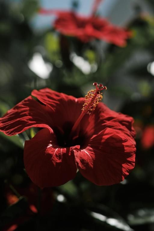 Verblijf 34016003 - Vakantie appartement Mallorca - Prinsotel La Caleta