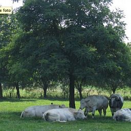 Guest house 022402 - Bed and Breakfast East Flanders - BOMLOZE PUT