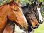 Guest house 13527201 • Holiday property West-Kaap • Doornbosch Game Lodge and Guest Houses  • 4 of 26