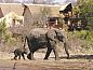 Unterkunft 2626801 • Ferienhaus Mpumalanga • Elephant Plains Game Lodge  • 1 von 26