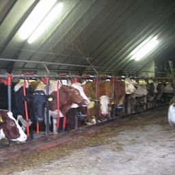 Guest house 522502 - Chalet Twente - Boerderijcamping De Wezel