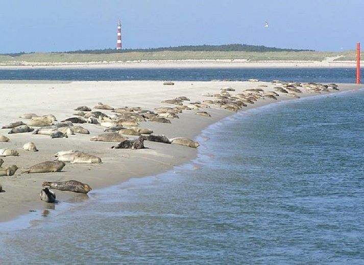 Guest house 0403230 - Apartment Ameland - Zilverschoon