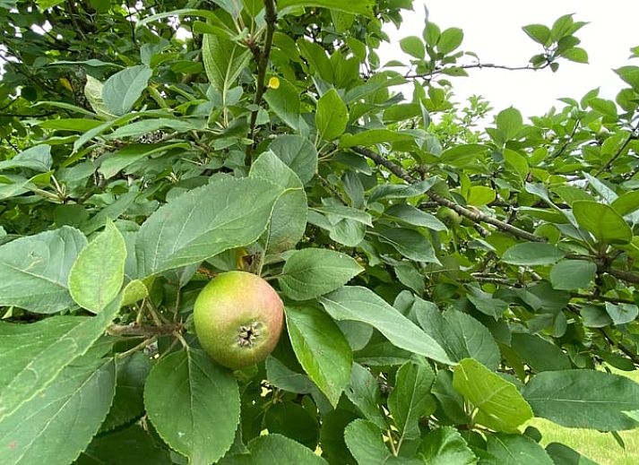Rustiek vakantiehuis in Morcenx, Aquitaine, Frankrijk omringd door natuur en een groene omgeving.