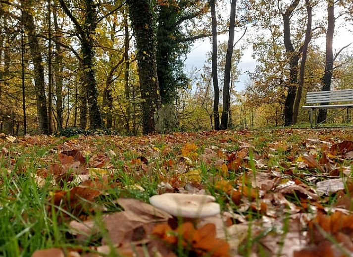 Guest house 084005 - Holiday property Namur - Huisje in Doische