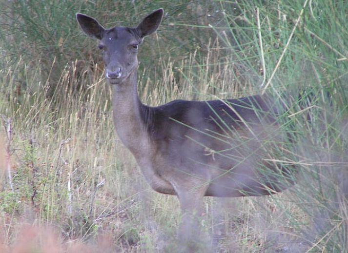Gezellige keuken in Vakantiehuisje in Santa Fiora, Toscane, met vintage tegels en een warme sfeer voor een unieke vakantiebeleving.