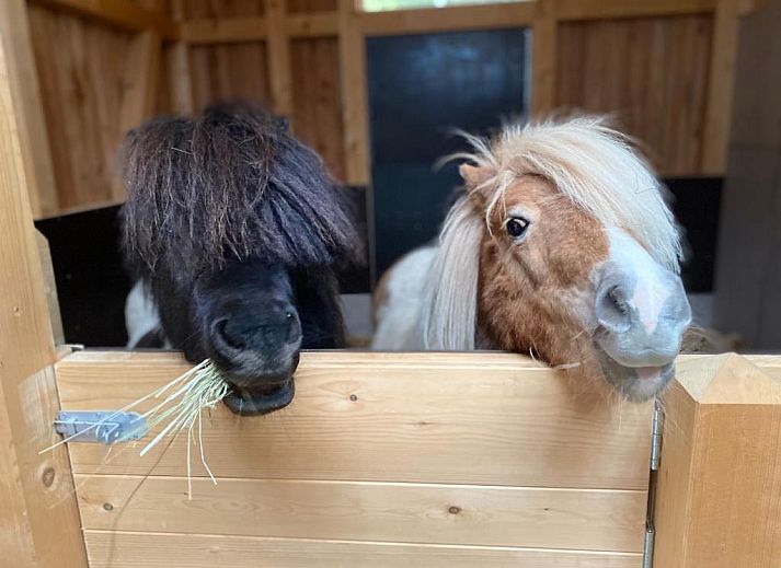 Verblijf 15603105 - Vakantiewoning Zwarte Woud - Blumbauernhof