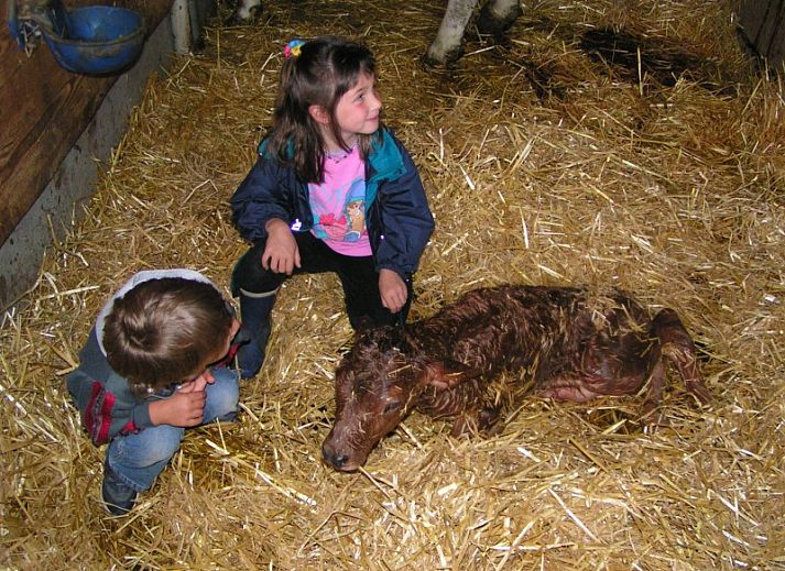 Keuken en eetgedeelte van Hauschen accommodatie in Winikon, Zwitserland, met ramen naar de omgeving.