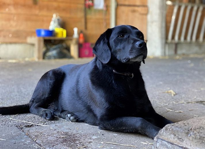 Knusse slaapruimte in Hauschen, Winikon, Zwitserland, met sfeervolle houten elementen en uitnodigende bedden.