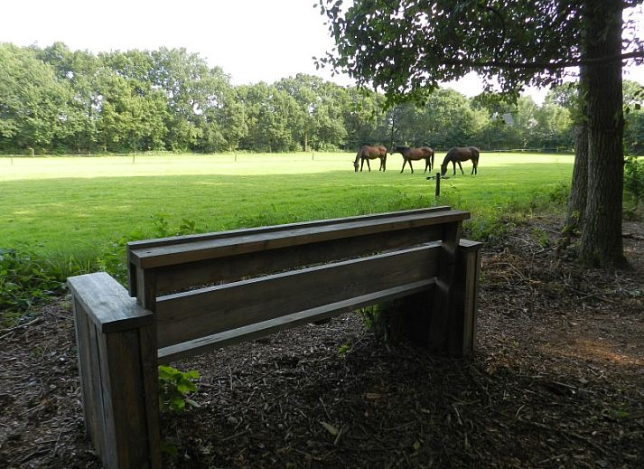 Huisje in Ruinen, vakantiehuis in Drenthe omgeven door bomen en natuur.