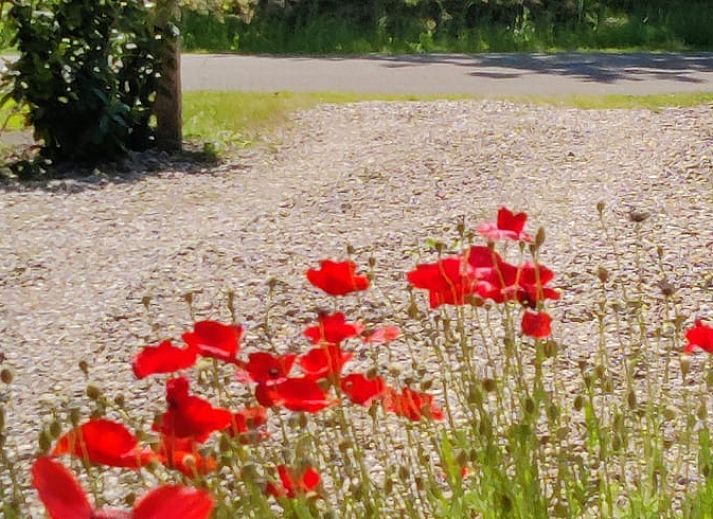 Rustieke omgeving bij Vakantiehuisje in Ruigahuizen met bomen en grasland in Friesland.
