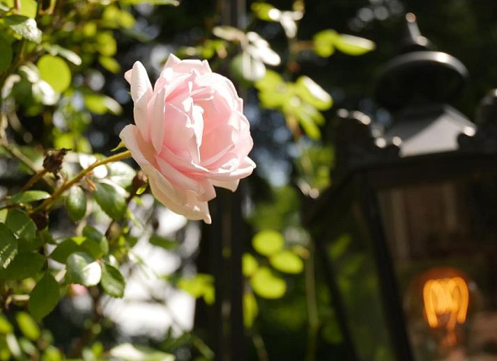 Verblijf 245307 - Vakantie appartement Veluwe - Hotel Pegasus