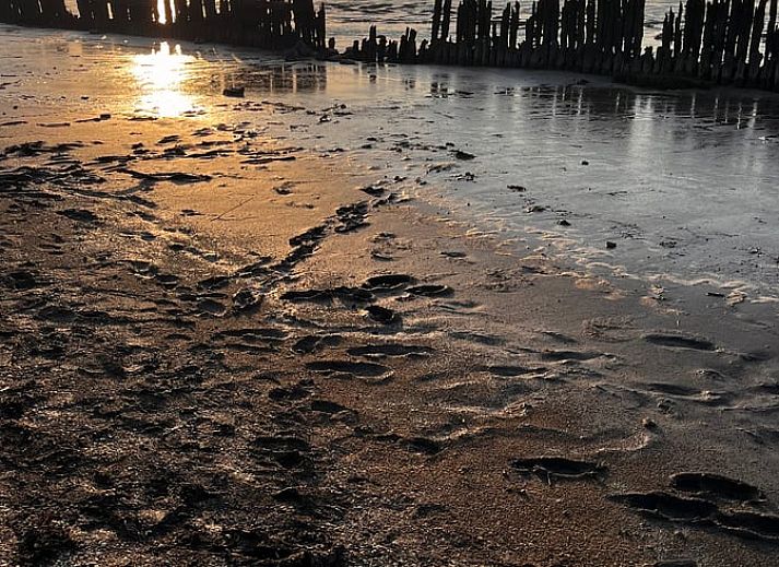 Gezellige tuin van Vakantiehuisje in Lioessens met een kip, gelegen in Friesland, op het platteland.