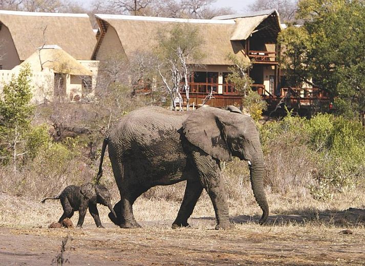 Unterkunft 2626801 • Ferienhaus Mpumalanga • Elephant Plains Game Lodge 