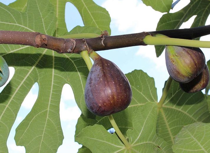 Verblijf 27202401 - Vakantie appartement Hessen - Legend Hotel