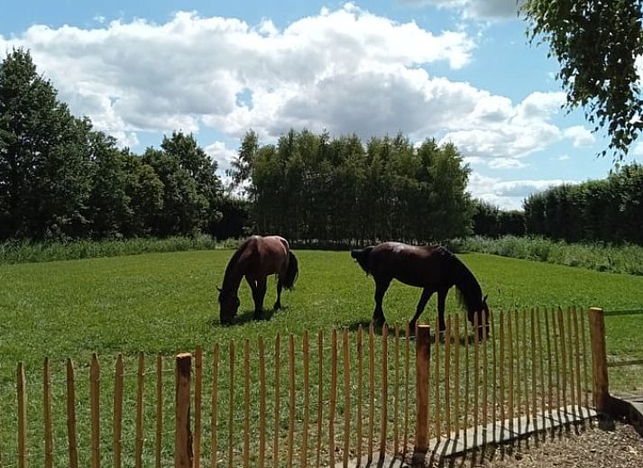 Guest house 288801 - Holiday property Rivierengebied - Vakantiehuis in Gameren
