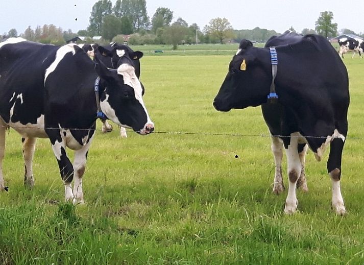 Moderne keuken in Van Luttikhuizen chaletverhuur Zwaantje 1, Teuge, Veluwe. Volledig uitgerust voor een comfortabel verblijf.