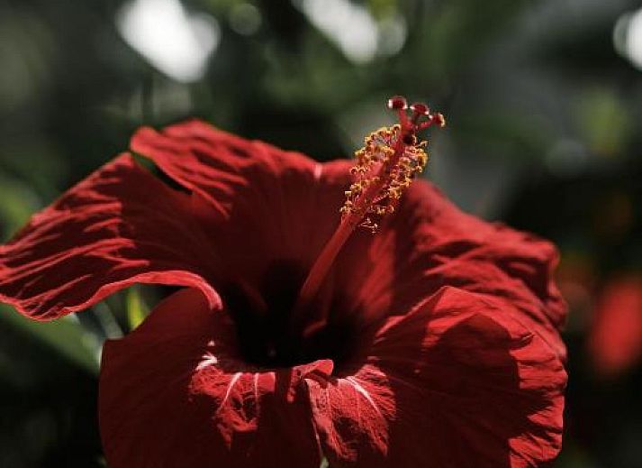 Verblijf 34016003 - Vakantie appartement Mallorca - Prinsotel La Caleta