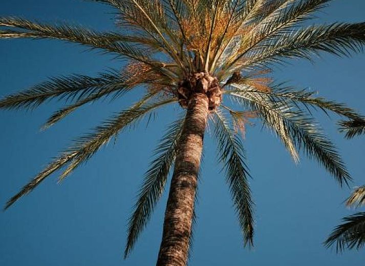 Verblijf 34016003 - Vakantie appartement Mallorca - Prinsotel La Caleta