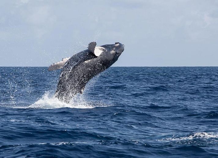 Verblijf 5025102 - Bed and breakfast New England - Old Harbor Inn