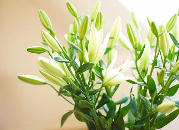 Verblijf 6102706 - Vakantie appartement Rijnland-Palts - Hotel Am Helmwartsturm