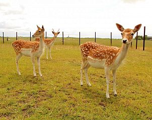 Herten in de omgeving van de Oorsprong, vakantiehuis De Cocksdorp Texel, geniet van de lokale natuur en fauna.