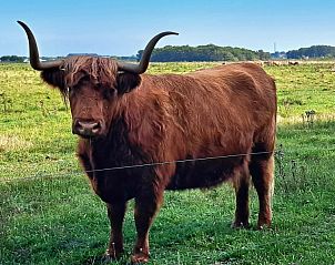 Schotse hooglander in de buurt van Duinrand Vakantievilla's Type 1 in De Koog, Texel.