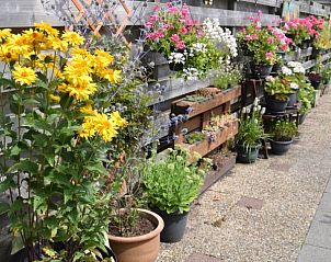 Prachtige bloemen en planten langs de tuin van 't Achterhuis, Oudeschild, Texel.