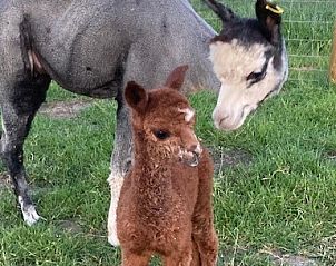 Guest house 010828 - Holiday property West Flanders - De Sint-Antoniushoeve