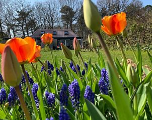 Verblijf 011311 - Bungalow Texel - 't Bollenveld - Iris