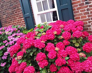 Vakantiehuisje in Krummhrn met prachtige bloemenpracht, gelegen in Nedersaksen, Duitsland.