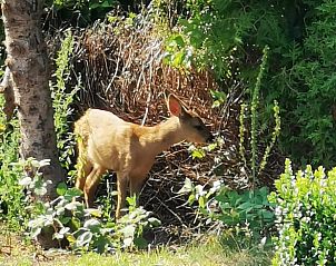 Verblijf 01916701 - Vakantiewoning Nedersaksen - Vakantiehuis in Syke