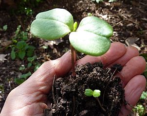 Verblijf 01916701 - Vakantiewoning Nedersaksen - Vakantiehuis in Syke