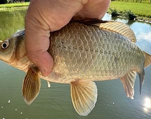 Guest house 0218708 - Holiday property East Flanders - Black Pearl