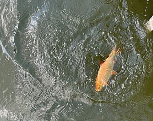 Guest house 0218708 - Holiday property East Flanders - Black Pearl