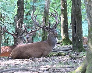 Verblijf 02547003 - Vakantiewoning Eifel / Moezel / Hunsrück - Vakantiehuis in Abenden