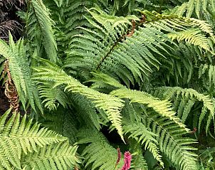 Guest house 029111 - Holiday property East Flanders - Vakantiehuisje in Wachtebeke