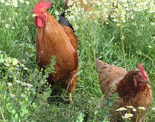 Ontdek het landelijke leven bij Ferienhof am Biberbach in Hrselberg-Hainich, Thringen, waar kippen vrij rondlopen in de natuur.