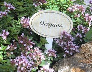 Geniet van de natuurlijke kruidenpracht bij Ferienhof am Biberbach, Hrselberg-Hainich, met prachtige oregano planten.