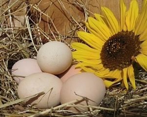 Landelijke charme met eieren en zonnebloem bij Ferienhof am Biberbach, appartement in Thringen.