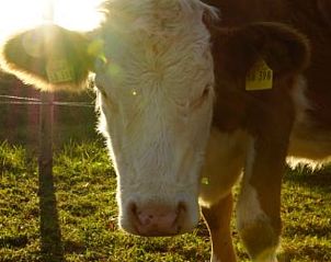 Verblijf 03310003 - Vakantiewoning Beieren - Vakantiehuisje in Drachselsried