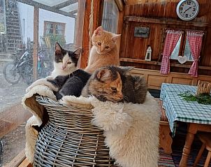 Guest house 03372301 - Holiday property Bavaria - Huisje in Samerberg