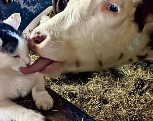 Guest house 03372301 - Holiday property Bavaria - Huisje in Samerberg